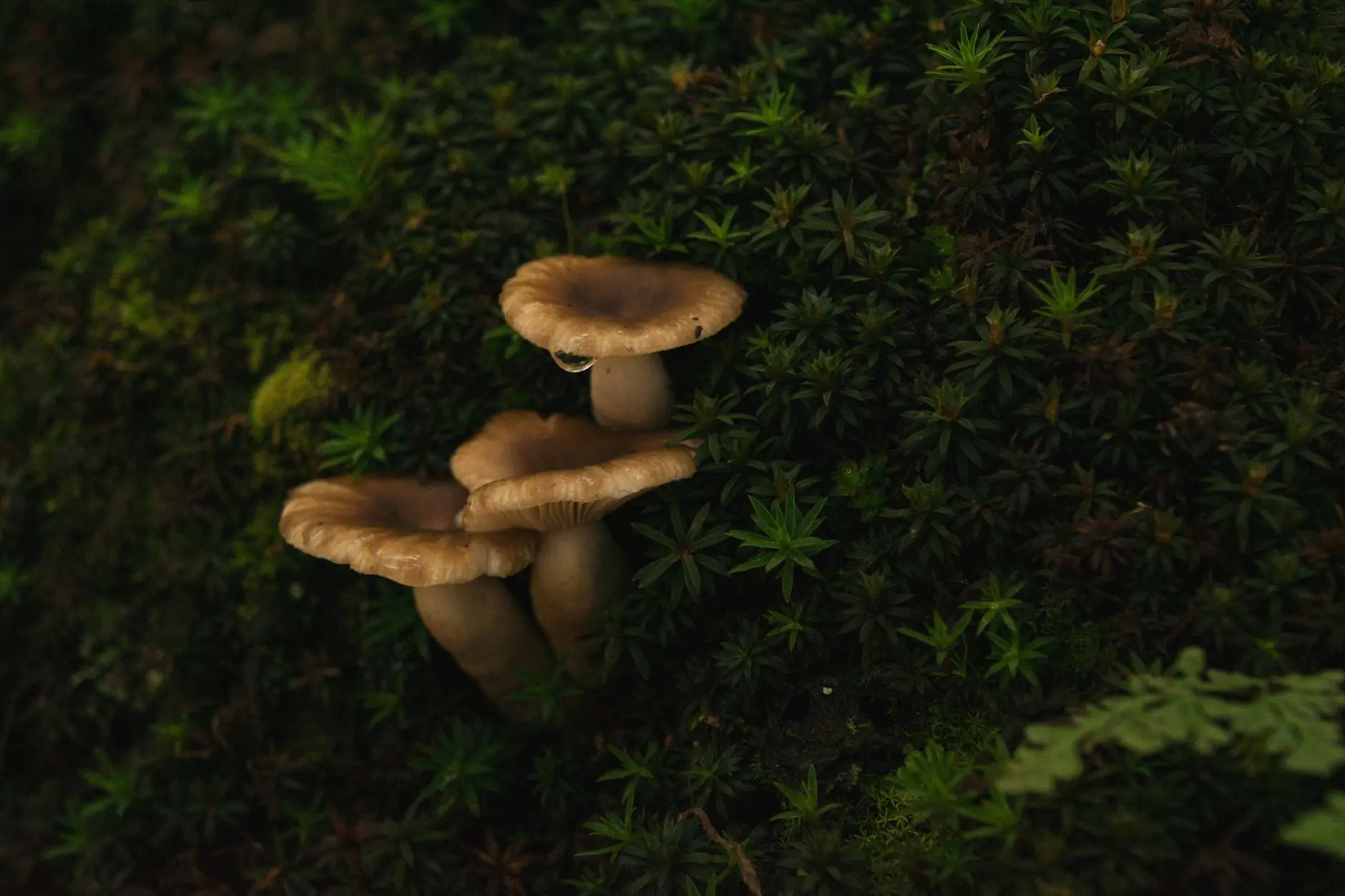 电路图设计与PCB制板如何协同？渡梵科技解析硬件研发前端关键流程